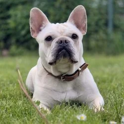 Tierheim Hund Hannelore wartet auf ein neues Zuhause