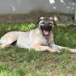 Tierheim Hund Helena wartet auf ein neues Zuhause