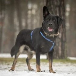 Tierheim Hund Henry wartet auf ein neues Zuhause