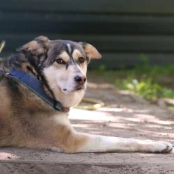 Tierheim Hund Henry wartet auf ein neues Zuhause