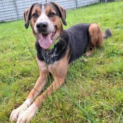 Labbi Mix  aus dem Tierheim Bückeburg