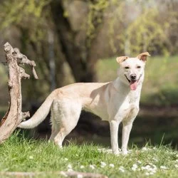 Mix  aus dem Tierheim Straubing