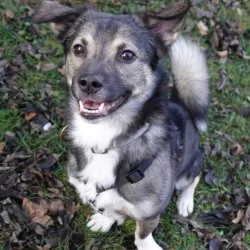 Tierheim Hund Herkules wartet auf ein neues Zuhause