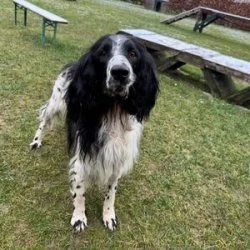 Tierheim Hund Hermann wartet auf ein neues Zuhause