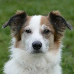 Tierheim Hund Homie wartet auf ein neues Zuhause