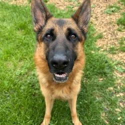 Deutscher Sch&auml;ferhund  aus dem Tierheim Augsburg