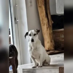Tierheim Hund Hope wartet auf ein neues Zuhause