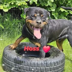 Rottweiler  aus dem Tierheim Altrich