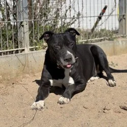 Dogo Agentino Mischling  aus dem Tierheim Kiel
