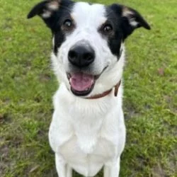 Tierheim Hund Hugo wartet auf ein neues Zuhause