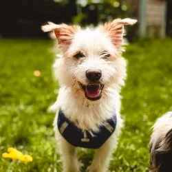 Tierheim Hund Idefix wartet auf ein neues Zuhause