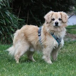 Tierheim Hund Iggi wartet auf ein neues Zuhause