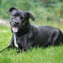 Mischling  aus dem Tierheim München