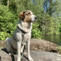 Griechischer Herdenschutzhund Mix  aus dem Tierheim Solingen