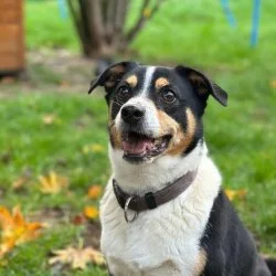 Tierheim Hund Jacky wartet auf ein neues Zuhause