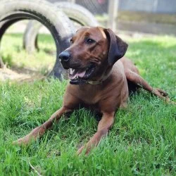 Rhodesian Ridgeback  aus dem Tierheim Burgdorf