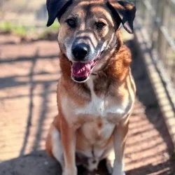 Tierheim Hund Jani wartet auf ein neues Zuhause