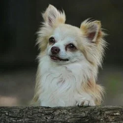Tierheim Hund Jerry wartet auf ein neues Zuhause