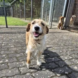Tierheim Hund Jessie wartet auf ein neues Zuhause