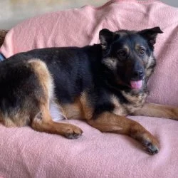 Tierheim Hund Jonny wartet auf ein neues Zuhause