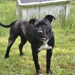 Staffordshire - Riesenschnauzer Mix  aus dem Tierheim Aurich