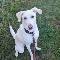 Tierheim Hund Juno wartet auf ein neues Zuhause