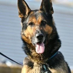 Deutscher Sch&auml;ferhund  aus dem Tierheim Siegen