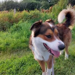 Tierheim Hund Kalle wartet auf ein neues Zuhause