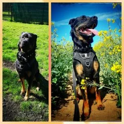 Rottweiler Mischling  aus dem Tierheim Dresden