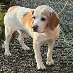 Tierheim Hund Karl wartet auf ein neues Zuhause