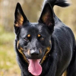 Tierheim Hund Karma wartet auf ein neues Zuhause