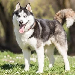 Husky  aus dem Tierheim Straubing
