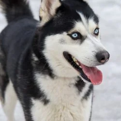 Tierheim Hund Kiko wartet auf ein neues Zuhause