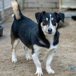 Tierheim Hund Kimichi wartet auf ein neues Zuhause