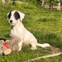 Tierheim Hund Knut wartet auf ein neues Zuhause