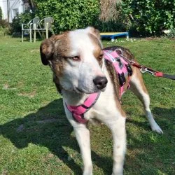 Tierheim Hund Kojak wartet auf ein neues Zuhause
