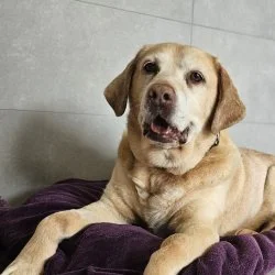 Labrador  aus dem Tierheim Schwebheim