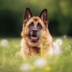 Tierheim Hund Kylie wartet auf ein neues Zuhause