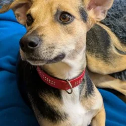 Tierheim Hund Laika wartet auf ein neues Zuhause