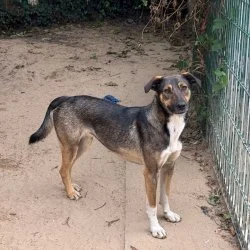 Sch&auml;ferhund Mischling  aus dem Tierheim Sulingen