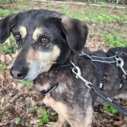 Tierheim Hund Lena wartet auf ein neues Zuhause