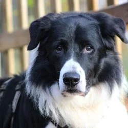 Tierheim Hund Lennox wartet auf ein neues Zuhause