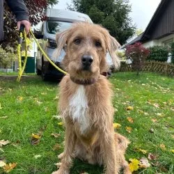 Tierheim Hund Lenny wartet auf ein neues Zuhause