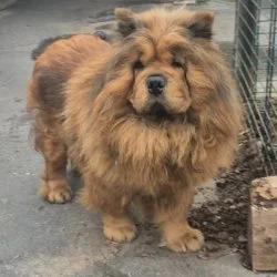 Chow Chow  aus dem Tierheim Frankfurt am Main