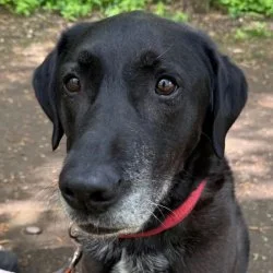 Labrador-Mischling  aus dem Tierheim Köln Dellbrück