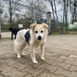 Tierheim Hund Lili wartet auf ein neues Zuhause