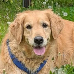 Golden Retriever  aus dem Tierheim Bremen