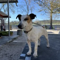 Tierheim Hund Linda wartet auf ein neues Zuhause