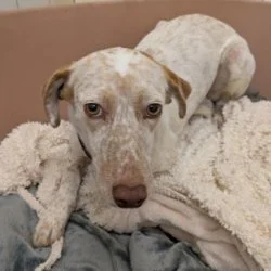 Jagdhund Mix  aus dem Tierheim Würzburg