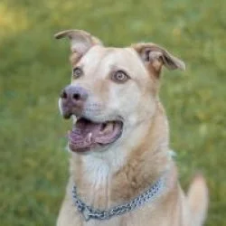 Tierheim Hund Lio wartet auf ein neues Zuhause